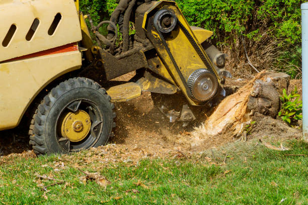Tree and Shrub Care in Montevallo, AL